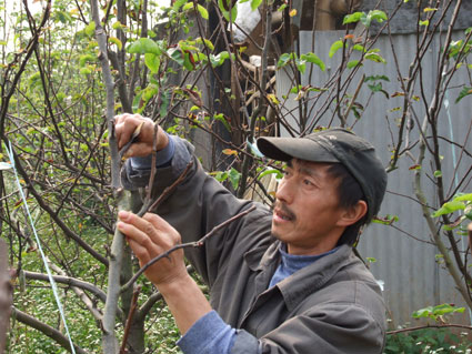 梨树开花早果农嫁接忙