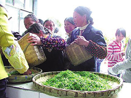 在我县各地,与徐福新家一样,走过了光卖鲜叶这道"坎",放手"自己炒茶卖