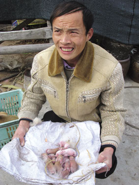 丰产村:一只母兔产下12只兔崽--武义新闻网