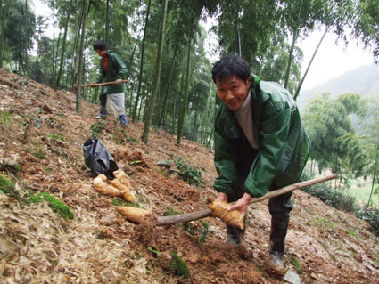 图为颜宗全正在挖冬笋.