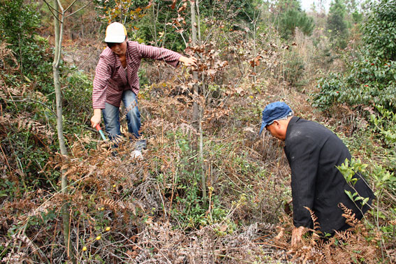 武义实施2万亩国家森林抚育补贴试点项目--武